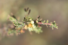 Cyanothamnus occidentalis