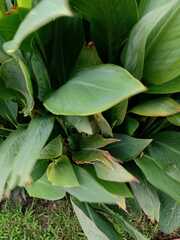 Curcuma longa