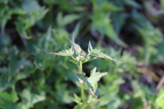 Mikania periplocifolia