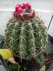 Melocactus