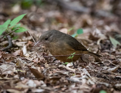 Colluricincla rufogaster