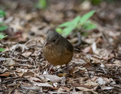 Colluricincla rufogaster