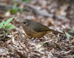 Colluricincla rufogaster