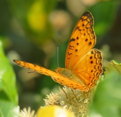 Phalanta eurytis eurytis