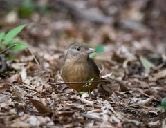 Colluricincla rufogaster