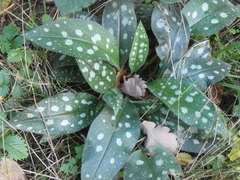 Pulmonaria