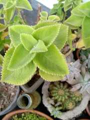 Kalanchoe