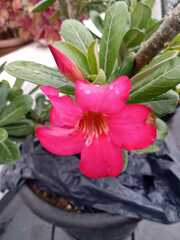 Apocynoideae