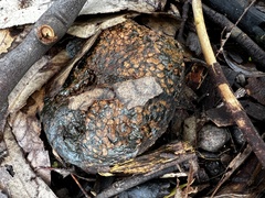 Pisolithus arhizus