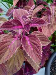 Coleus