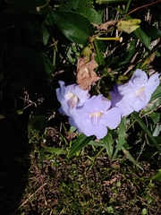 Thunbergia grandiflora