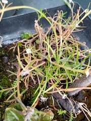 Caryophyllaceae