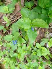 Commelina benghalensis