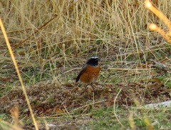 Phoenicurus phoenicurus phoenicurus