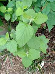 Malvaceae