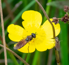 Pyrophaena granditarsis