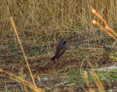 Phoenicurus phoenicurus phoenicurus