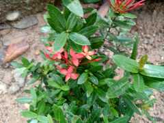 Ixora coccinea