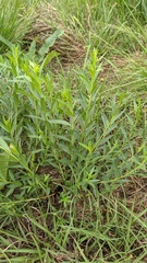 Solidago chilensis