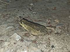 Rhinella dorbignyi