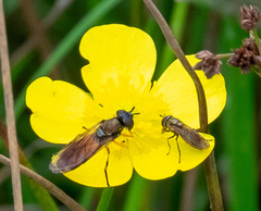 Pyrophaena granditarsis