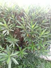 Pseudopanax crassifolius