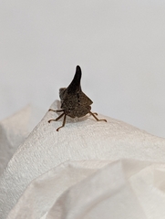 Glossonotus acuminatus