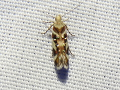 Aristotelia elegantella