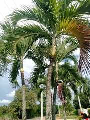 Arecoideae
