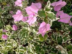 Bougainvillea glabra