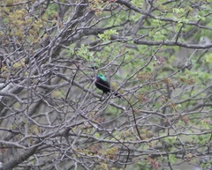 Cinnyris mariquensis