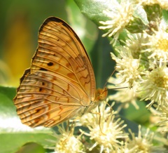 Phalanta eurytis eurytis