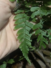 Dryopteris erythrosora