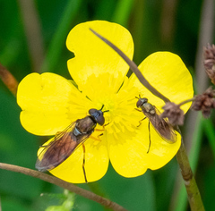 Pyrophaena granditarsis