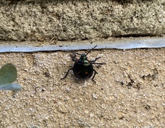Asopinae