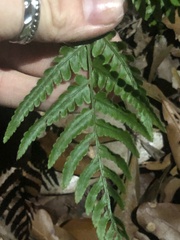Dryopteris erythrosora