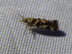 Aristotelia elegantella