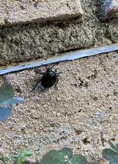 Asopinae