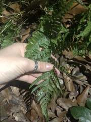Dryopteris erythrosora