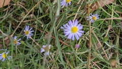 Symphyotrichum divaricatum