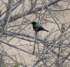 Cinnyris mariquensis