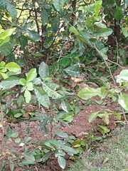 Dysoxylum spectabile