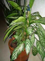 Aglaonema