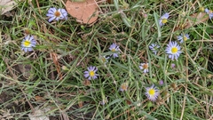 Symphyotrichum divaricatum