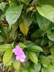 Brunfelsia