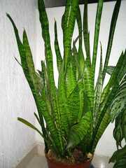 Sansevieria