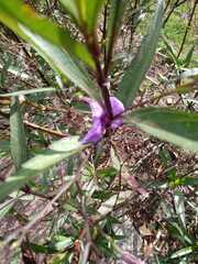 Ruellia