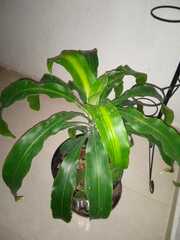 Dracaena fragrans