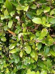 Brunfelsia pauciflora