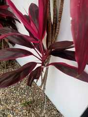 Cordyline fruticosa